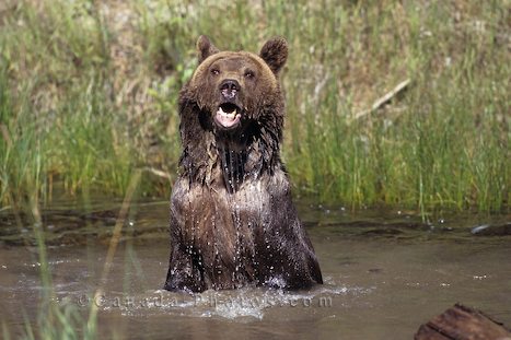 Grizzly Bear bathing in river, Denali National Park, Alaska, USA